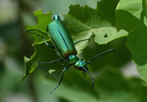 Lytta vesicatoria